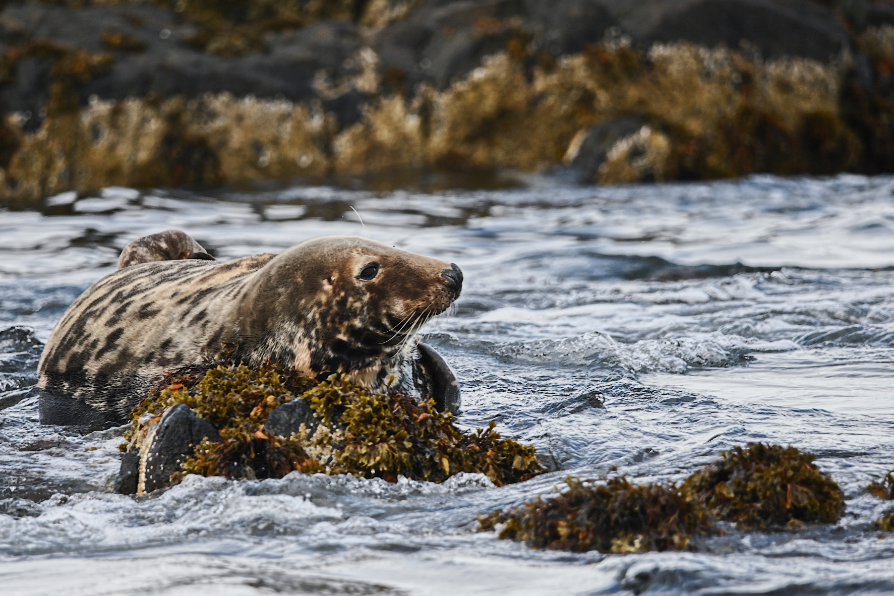 Seal