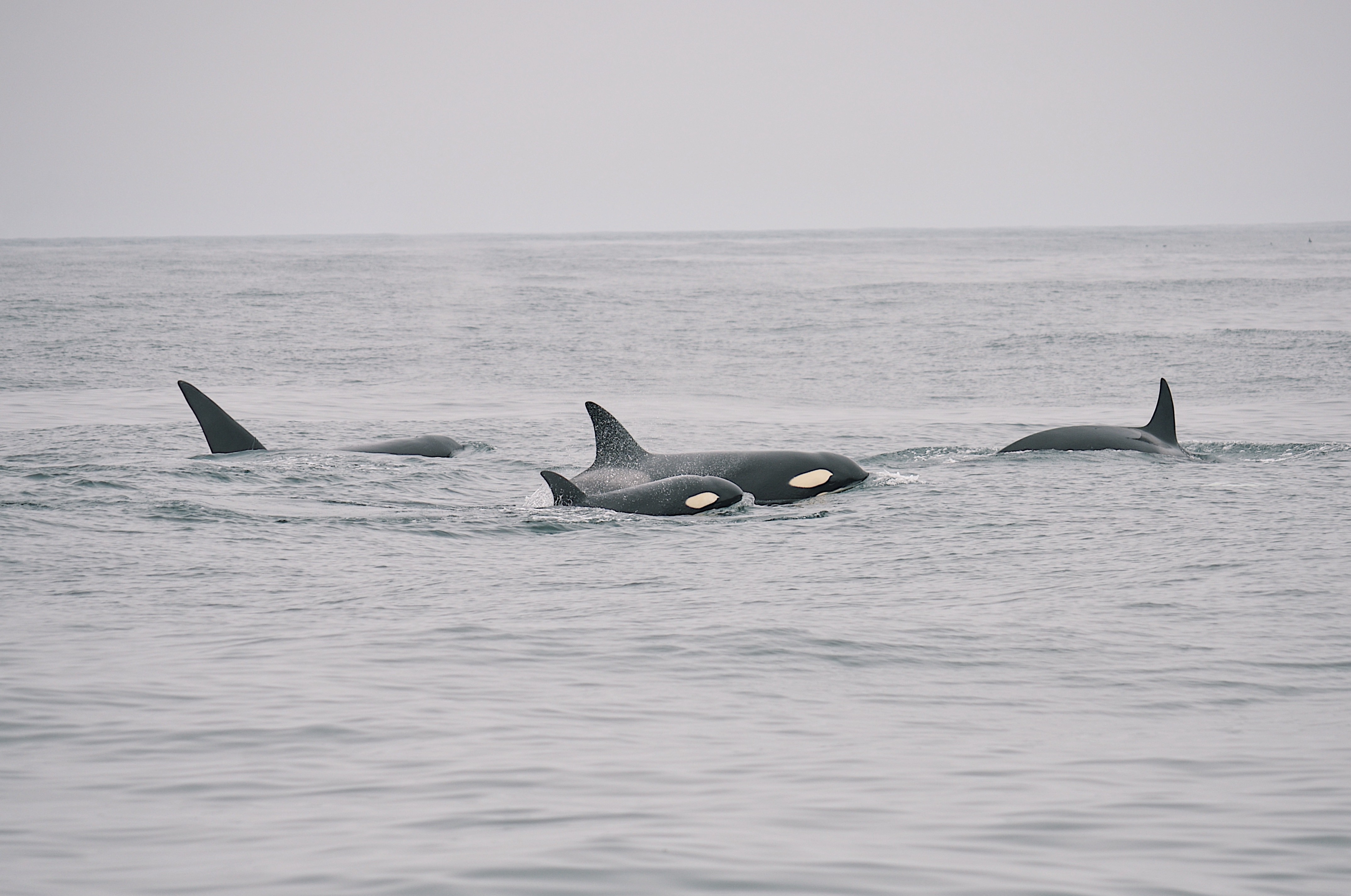 Orcas